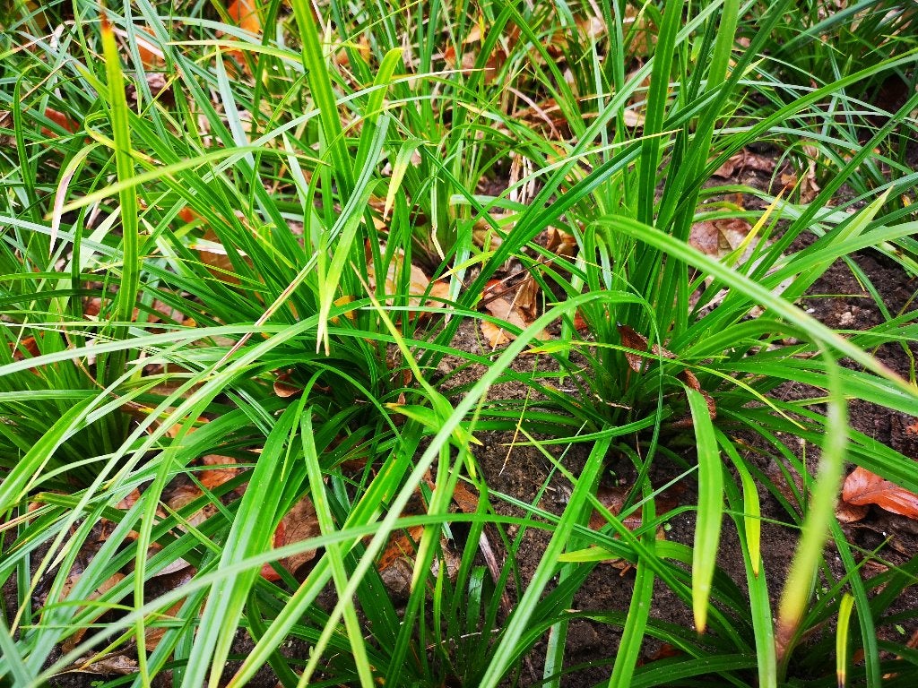 Carex Morowii siergras bodembedekker Zegge groter dan P9