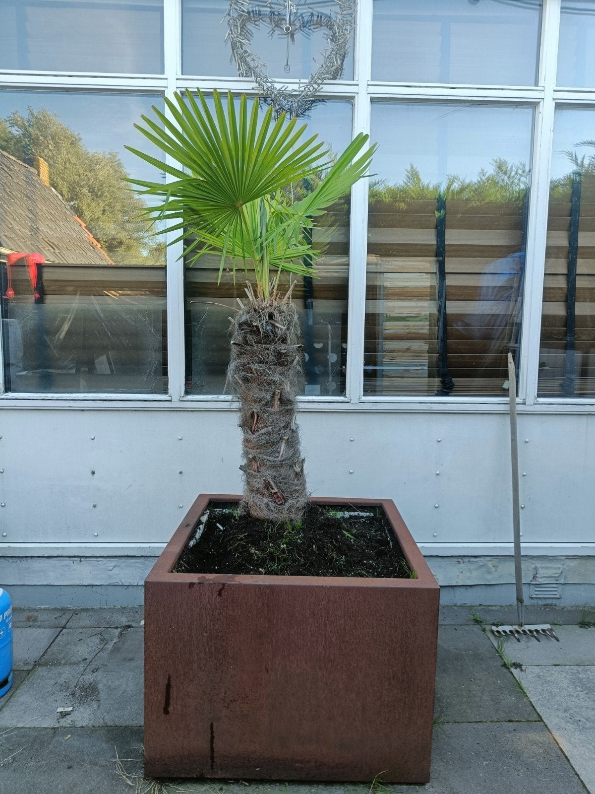 Mooie palmboom in cortenstalen plantenbak, Volle zon, Vaste plant, Bloeit niet, Ophalen