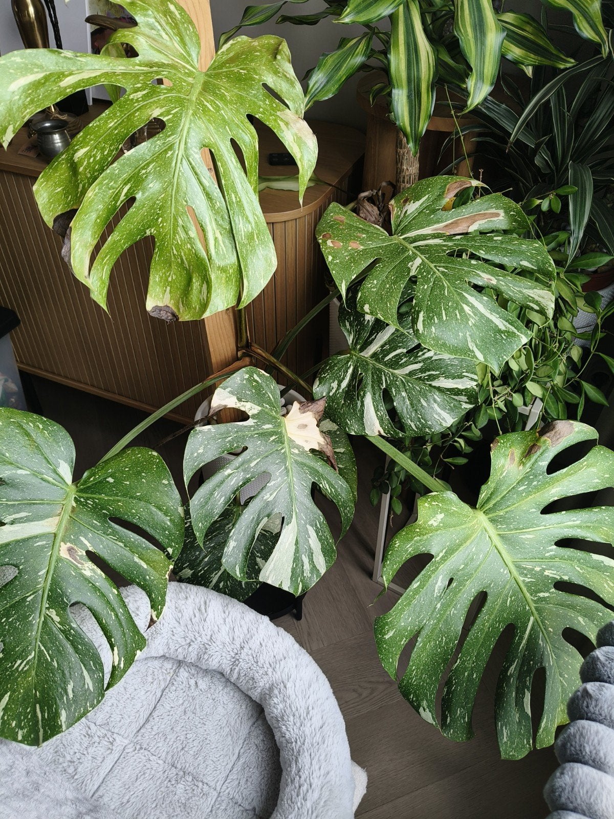 Monstera Thai Constellation midden/klein, Volle zon, Vaste plant, Zomer, Ophalen