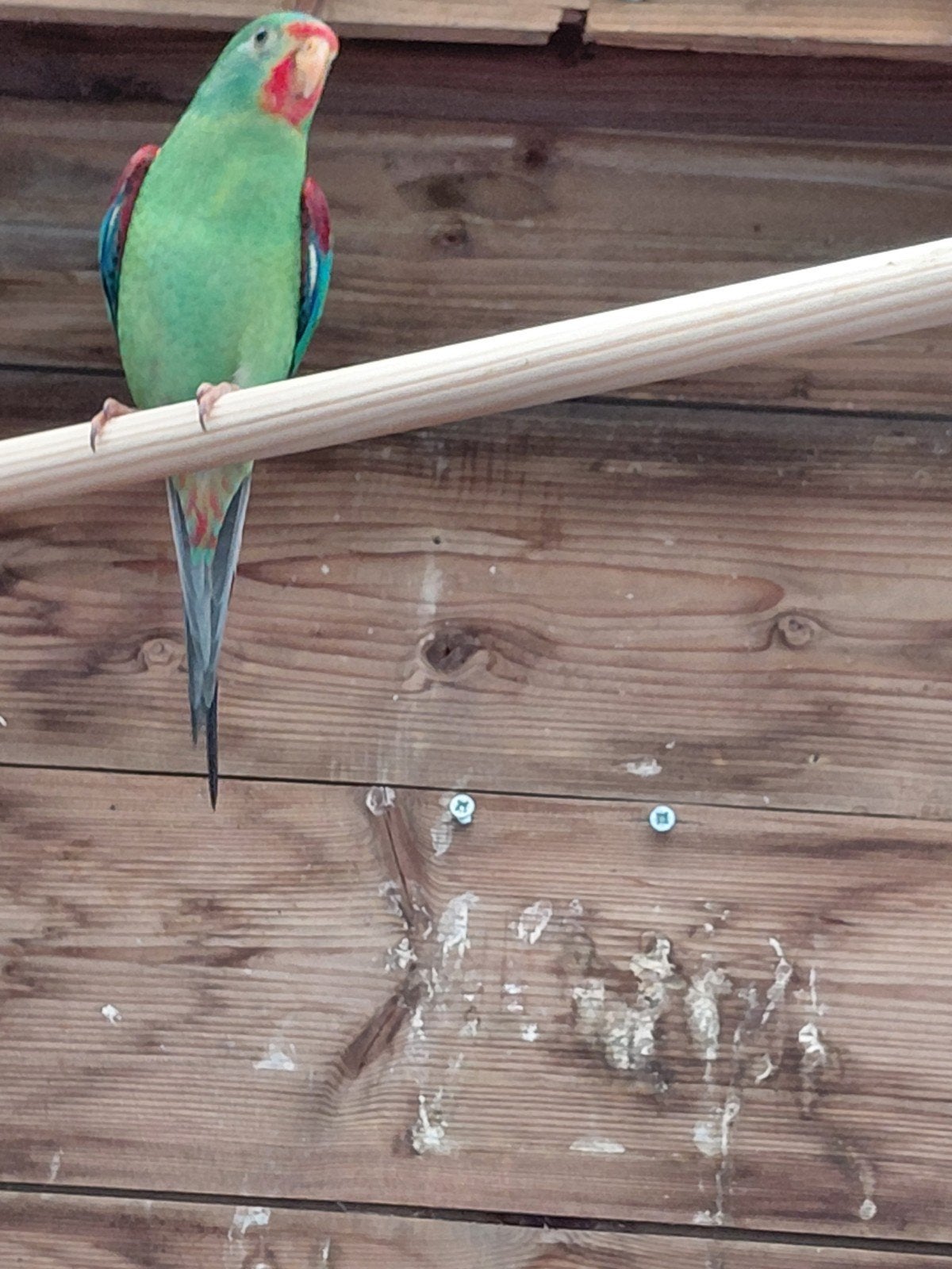 poppen of mannen, Meerdere dieren, Parkiet