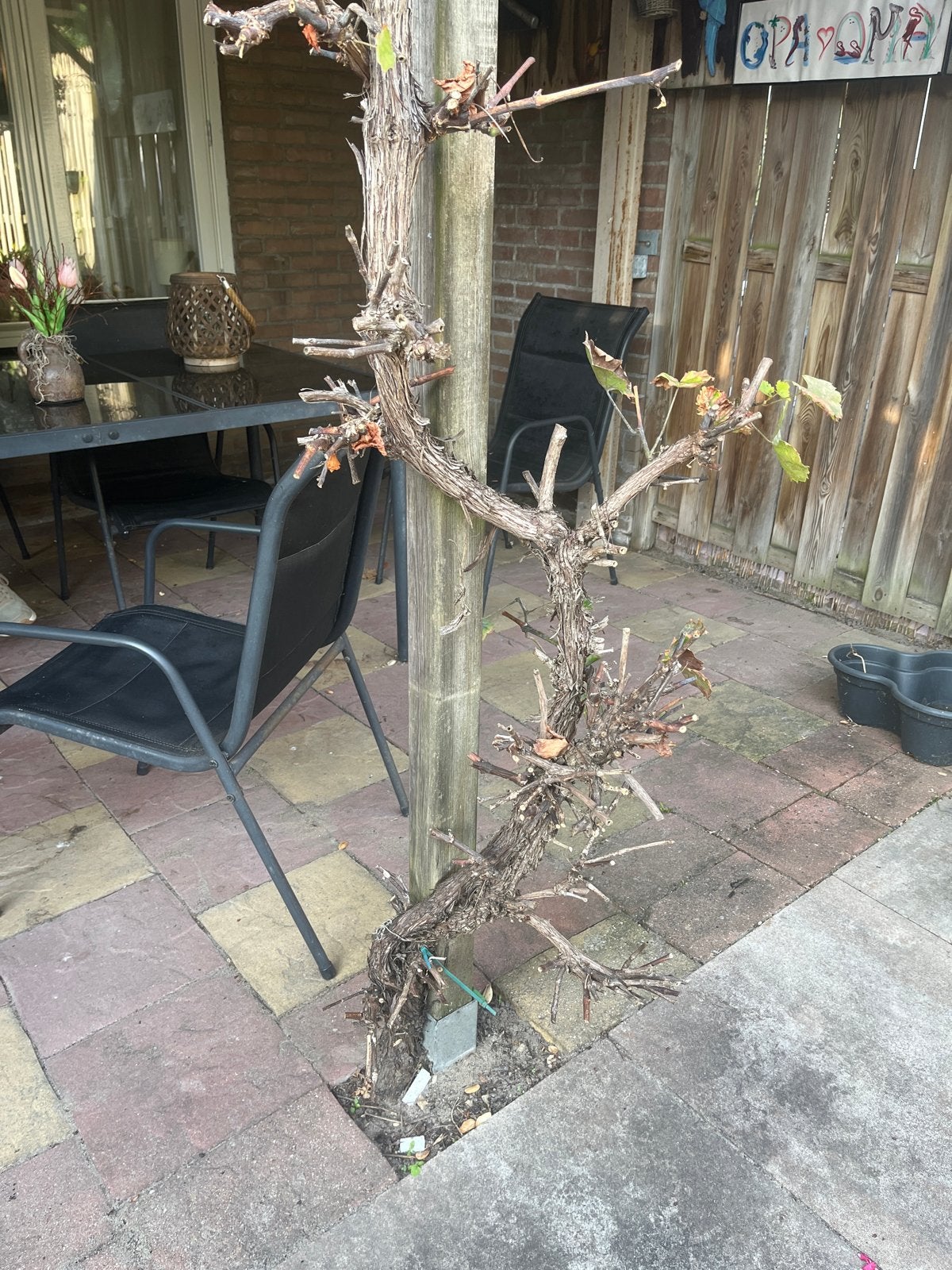 Robuuste Wijnstok - Perfect voor uw tuin of terras, Tuin en Terras, Bloeit niet, Overige soorten, 250 tot 400 cm, Ophalen