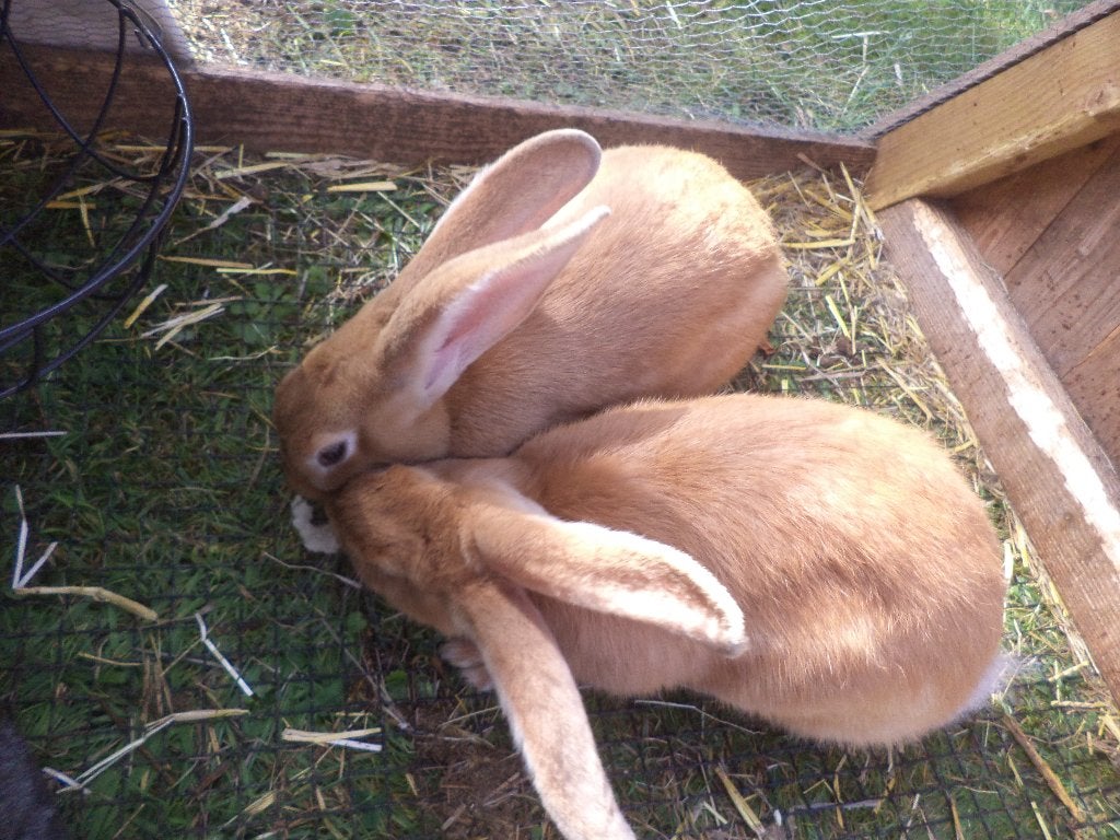 Prachtige gele Vlaamse reus voedster, Dieren en Toebehoren, Meerdere dieren, Groot, 0 tot 2 jaar