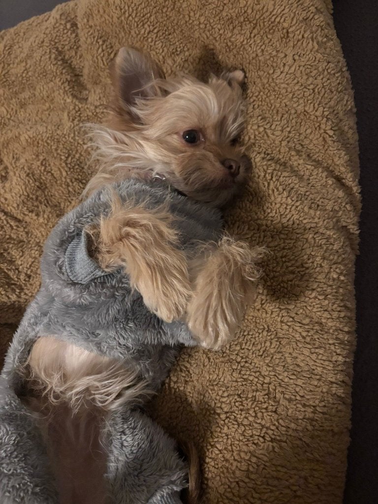 Kruising chihuahua x Maltezer, België, Particulier, Overige rassen, CDV (hondenziekte)