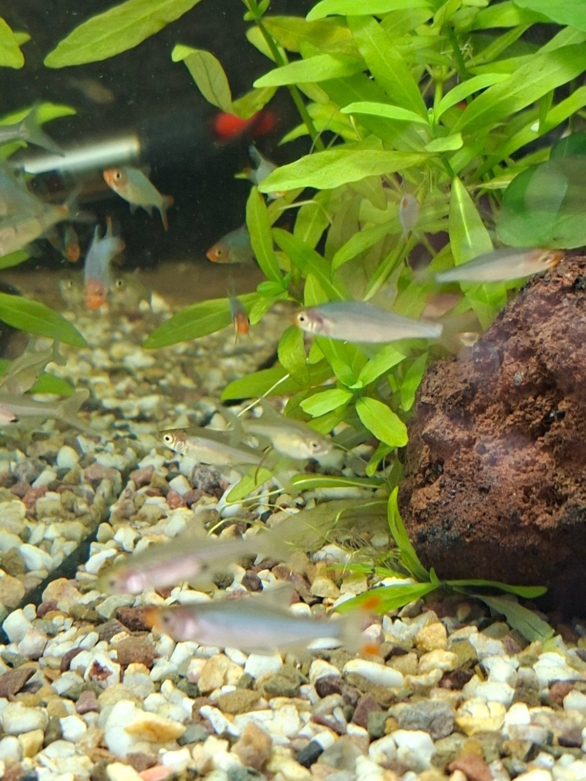 Naakse rasbora, Dieren en Toebehoren, Vis