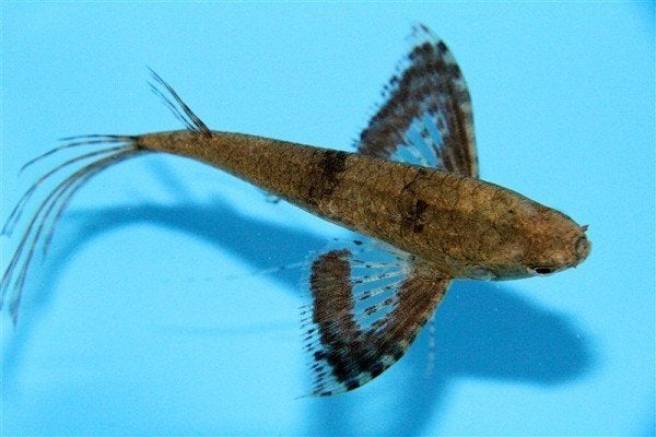 Pantodon buchholzi (vlindervis), Dieren en Toebehoren, Vis, Zoetwatervis
