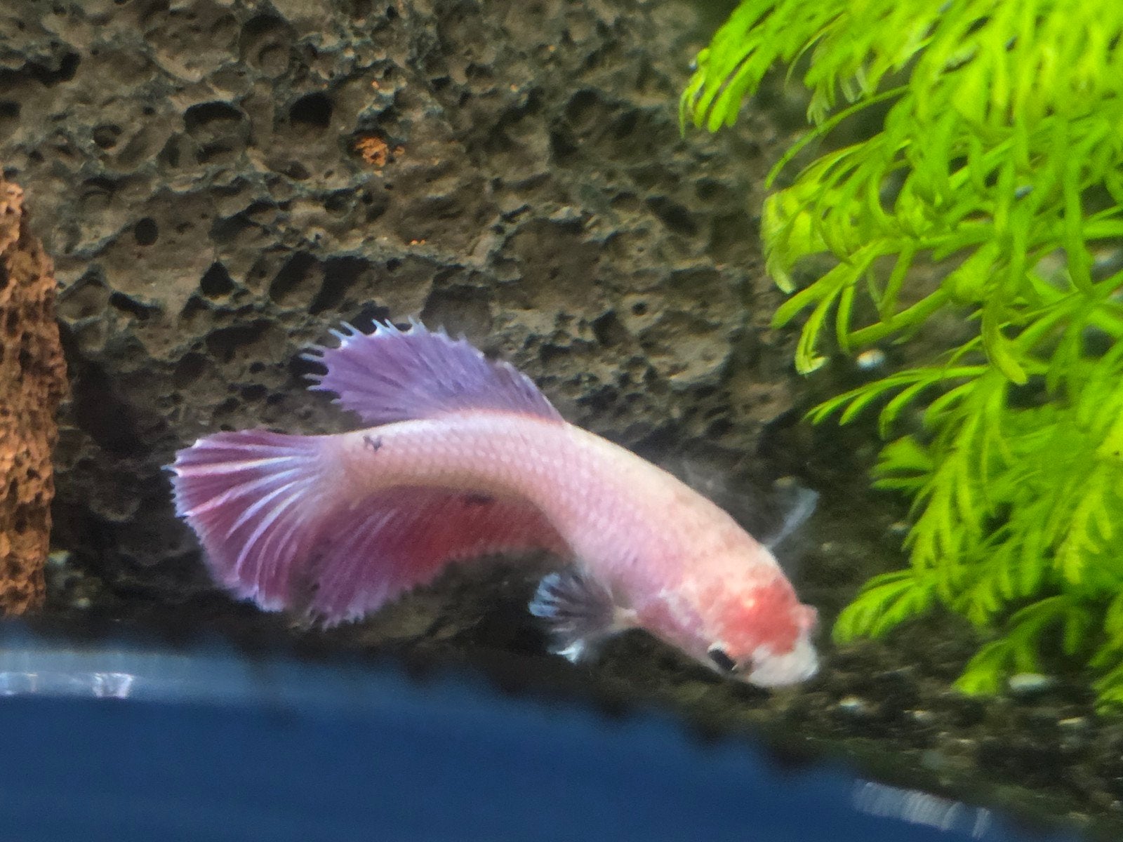 betta vrouwtje, Dieren en Toebehoren, Vissen | Aquariumvissen, Vis, Zoetwatervis