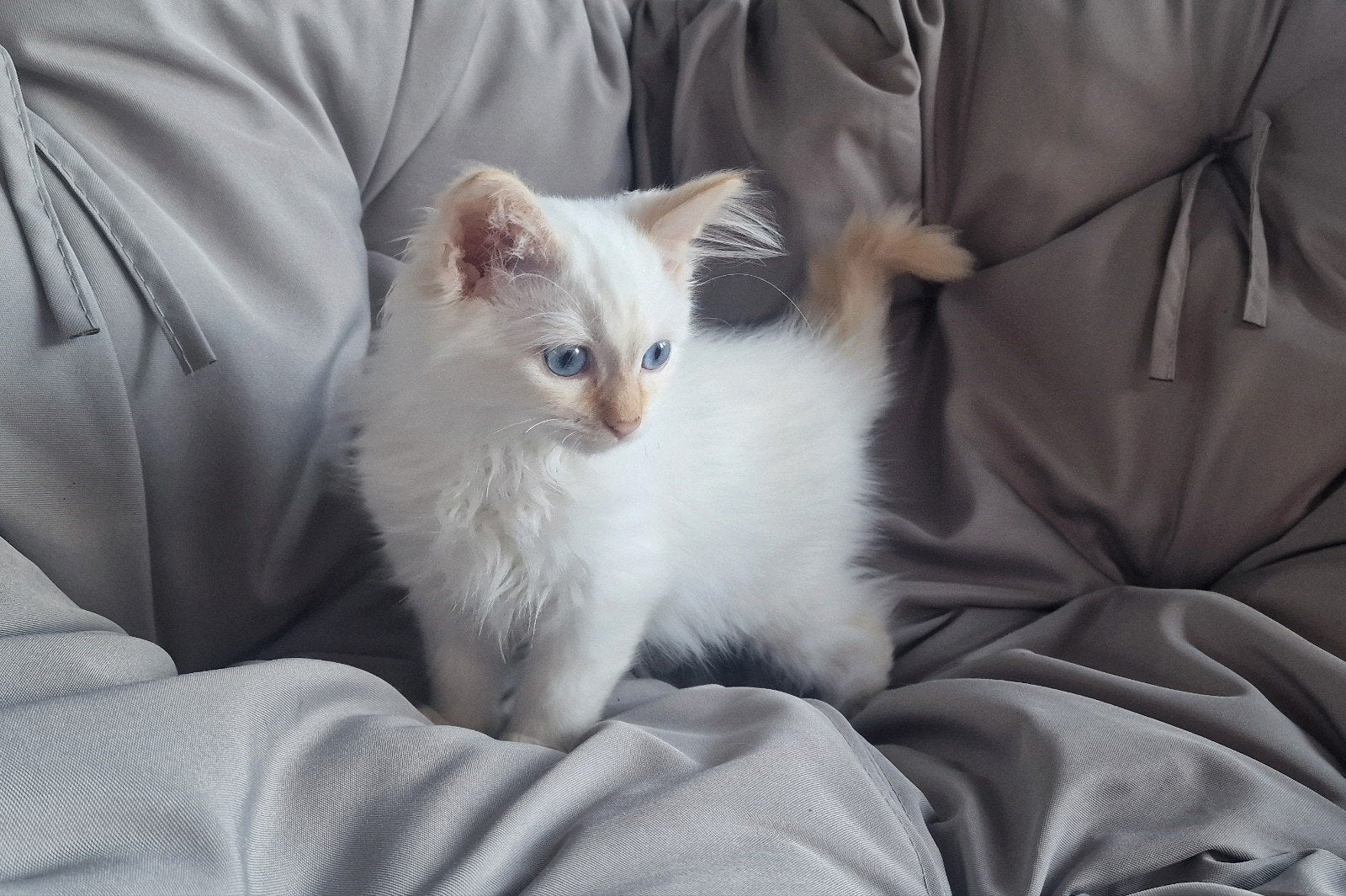 kittens 2 redpoints 100% ragdoll katers, Meerdere dieren, Ontwormd