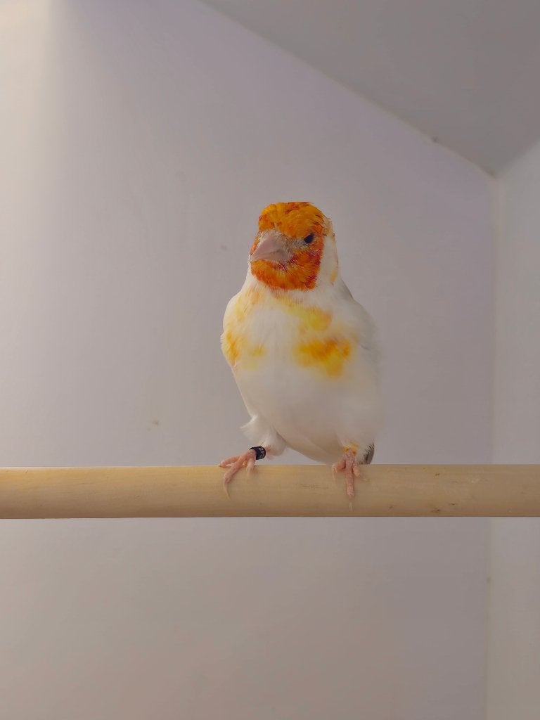 Majoorputter Witkop Agaat | Koppel | 2025, Meerdere dieren, Wildzangvogel, Geringd