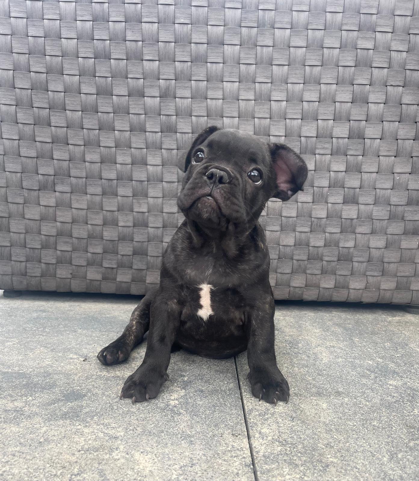 Franse Bulldog pups, HCC (leverziekte), 8 tot 15 weken, Bulldog, Meerdere