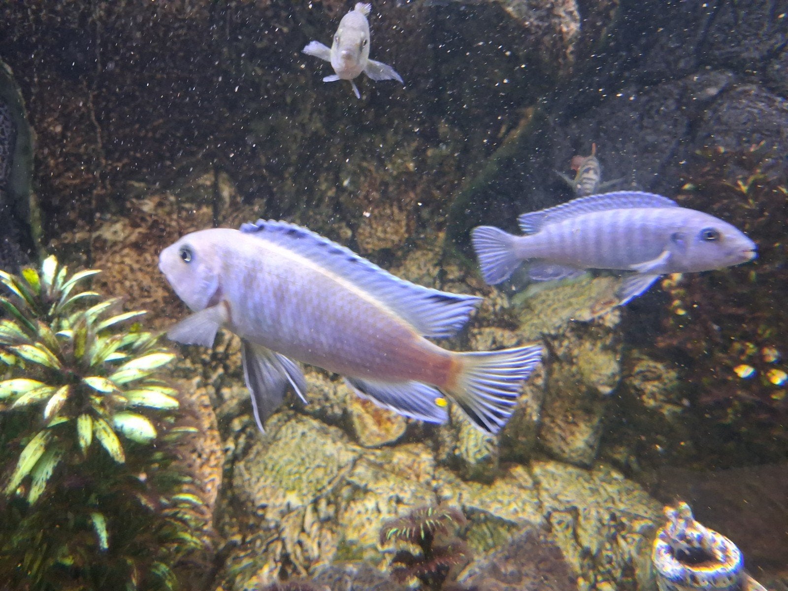 Pseudotropheus Socolofi Malawi Cichliden, Vis, Zoetwatervis