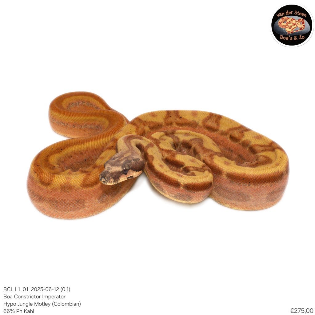 Boa Constrictor Imperator Litter 01 2025 Boa Constrictor - male for sale from Dennis van der Steen