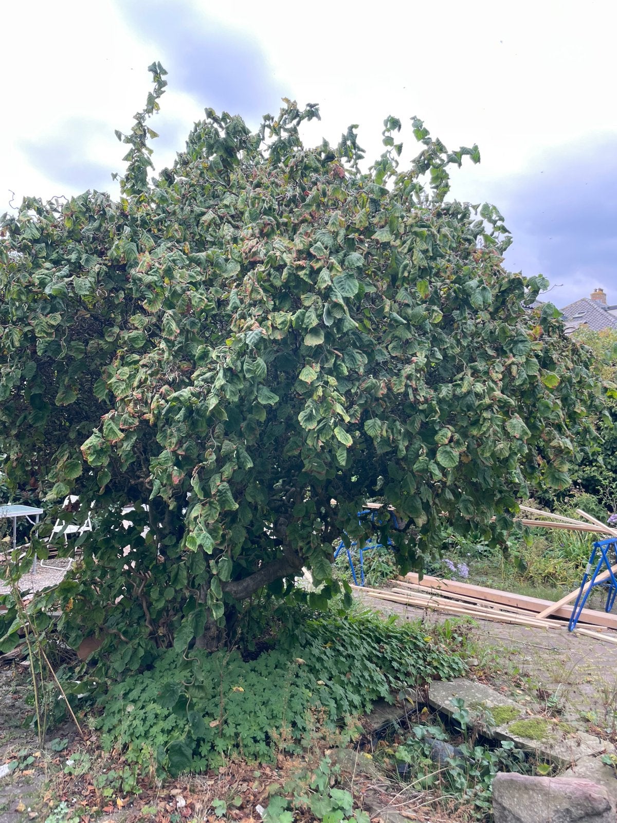 Krulhazelaar, Ophalen, Overige soorten, Struik, 250 cm of meer