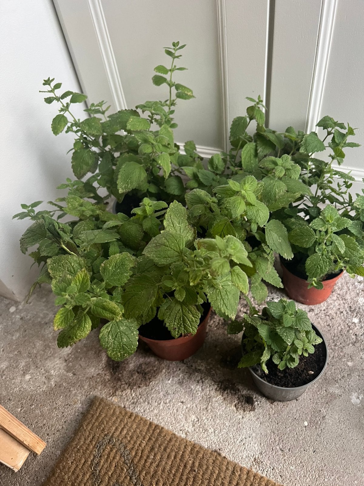 Potjes citroennelisse, Tuin en Terras, Planten | Tuinplanten, Ophalen of Verzenden, Eenjarig, Kruiden, Halfschaduw