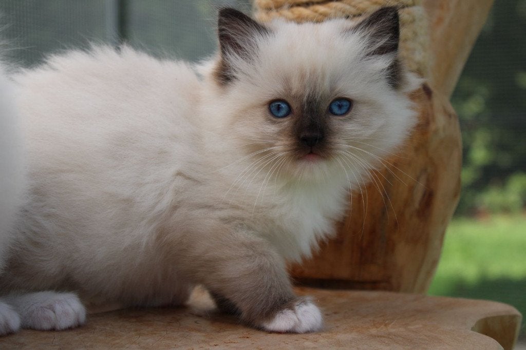 🌈 100% Ragdoll kittens 💟, Dieren en Toebehoren, Meerdere dieren, Gechipt, 0 tot 2 jaar