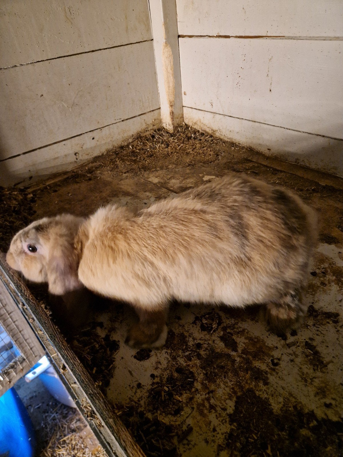 Lief en schattig jong konijn te koop, Dieren en Toebehoren, Konijnen, Mannelijk, Dwerg, Hangoor, 0 tot 2 jaar