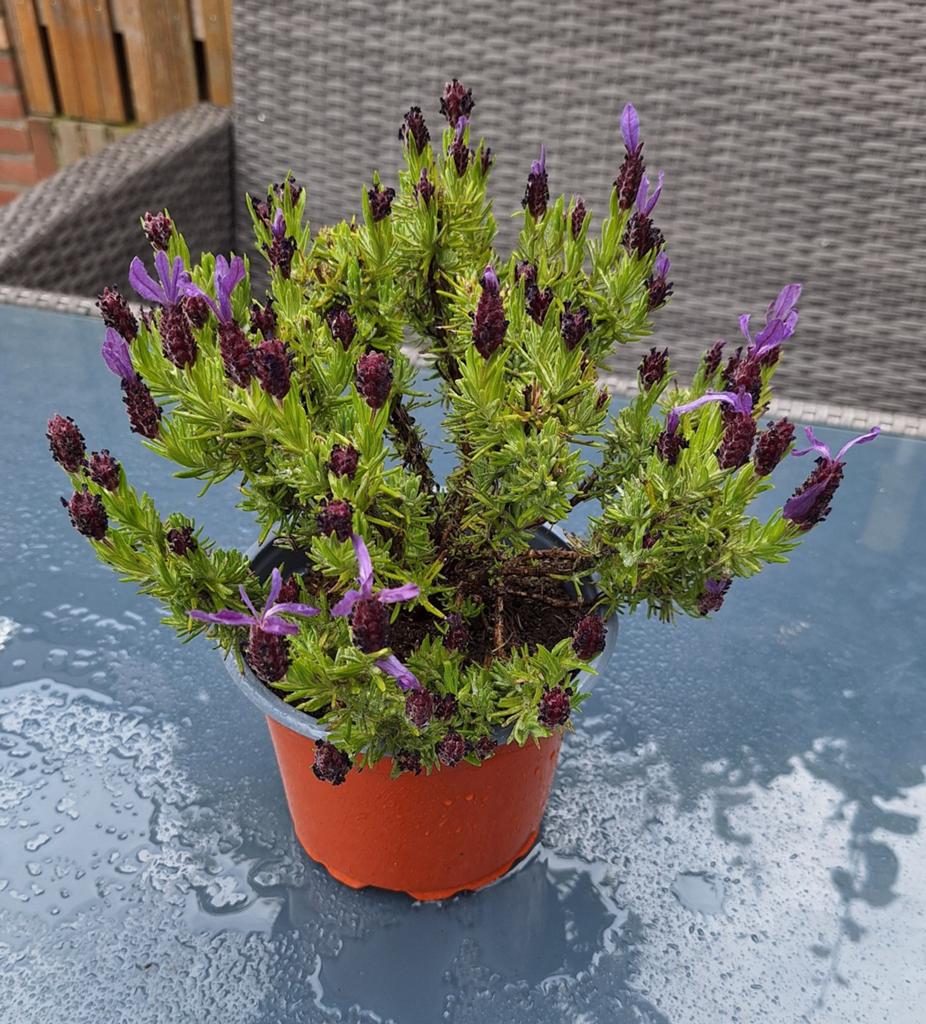 Lavendel plant, Volle zon, Vaste plant, Zomer, Ophalen