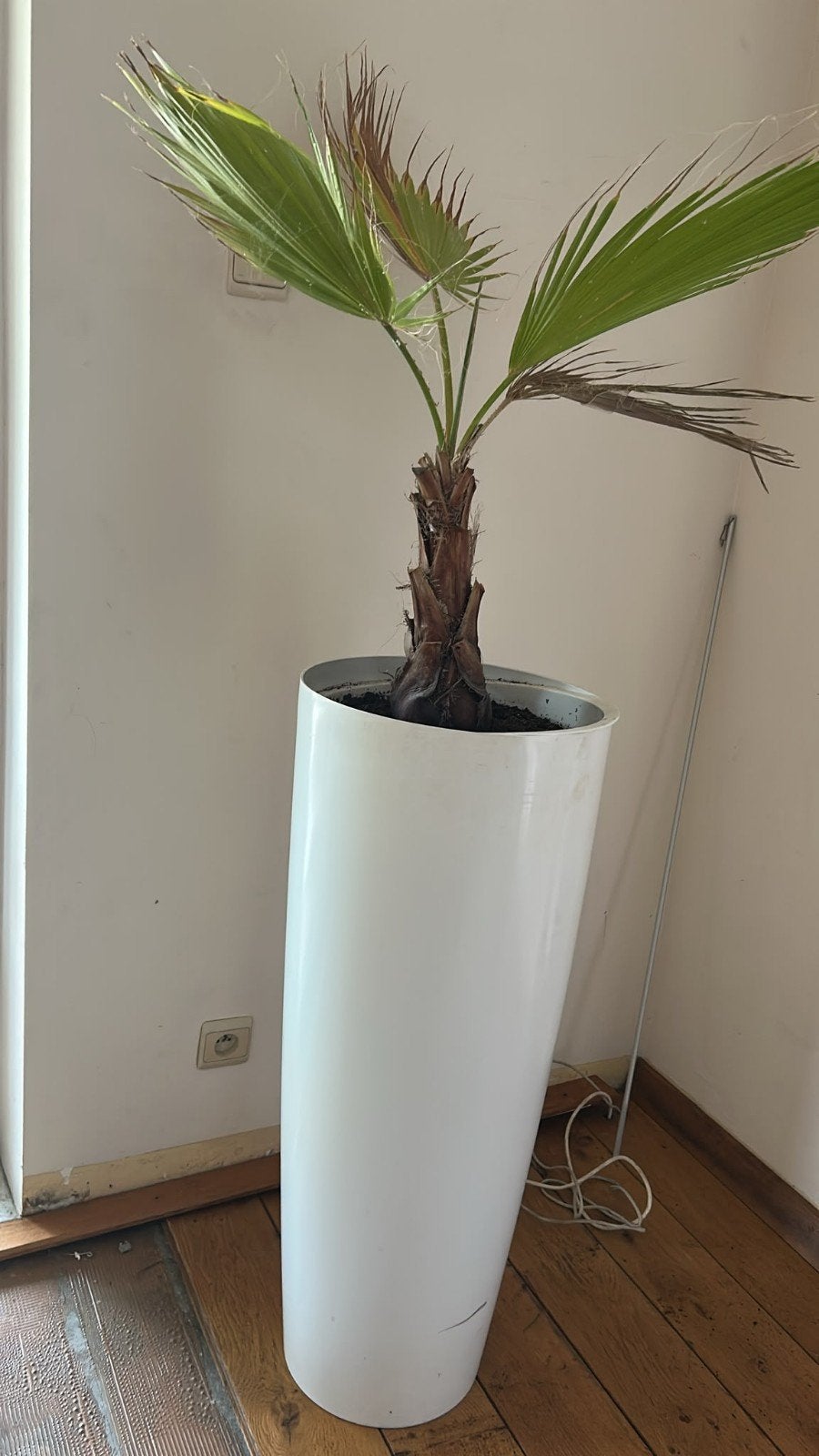 Mooie Palmplant in Witte Pot - Perfect voor Binnen of Buiten, Huis en Inrichting, 100 tot 150 cm, Palm, In pot, Groene kamerplant