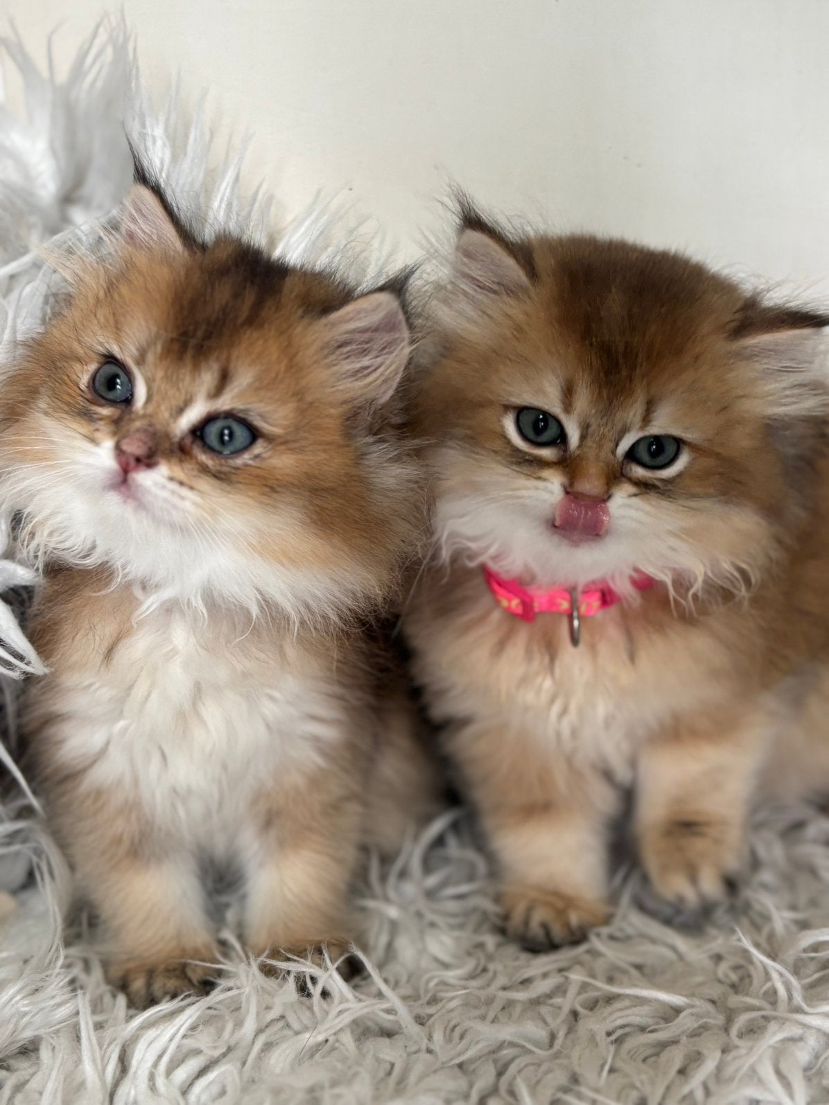 Prachtige British Longhair Black Golden Shaded NY11 Kittens, Meerdere dieren