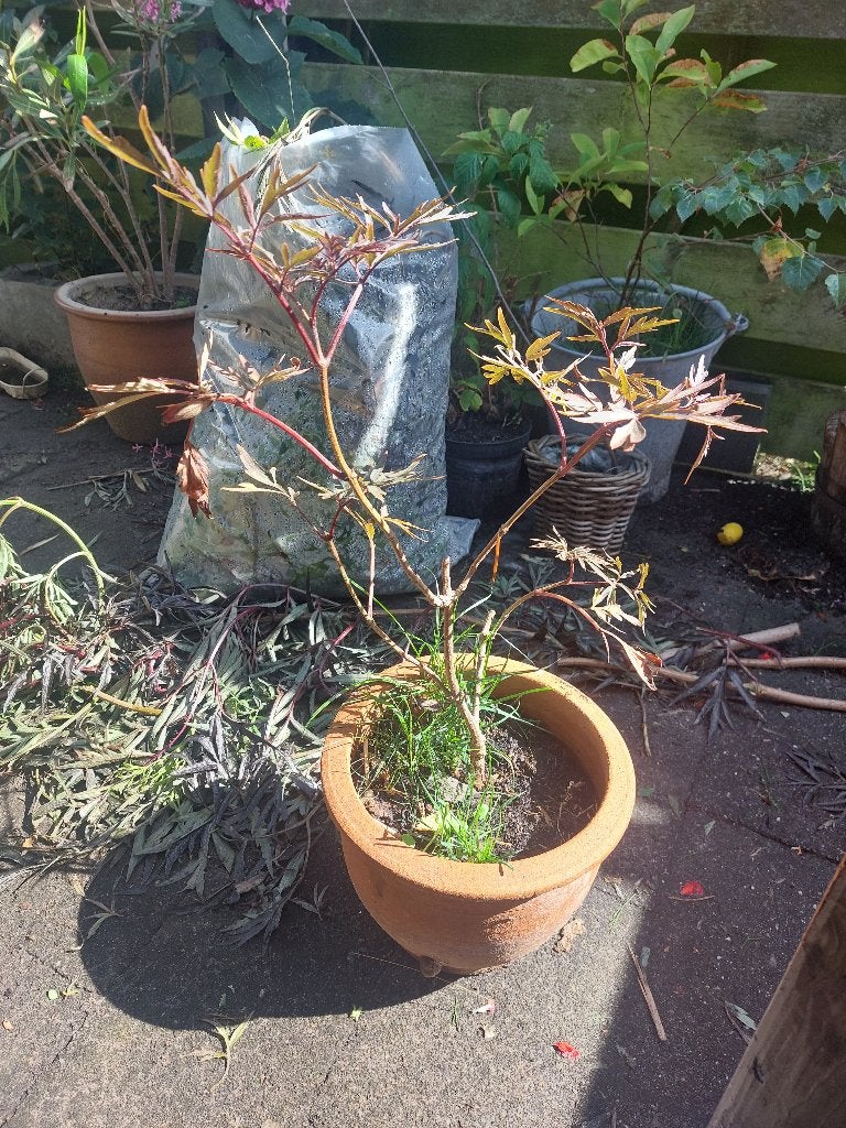 Mooie zwarte vlier (black lace)., Ophalen, Vaste plant, Overige soorten, Halfschaduw