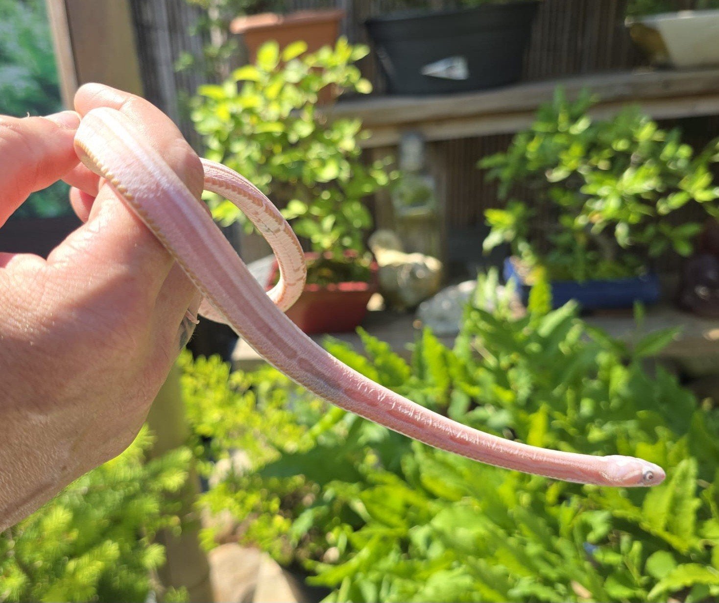 Scaleless tessera ultramel anery,elaphe guttata,rattenslang, Slang, 0 tot 2 jaar