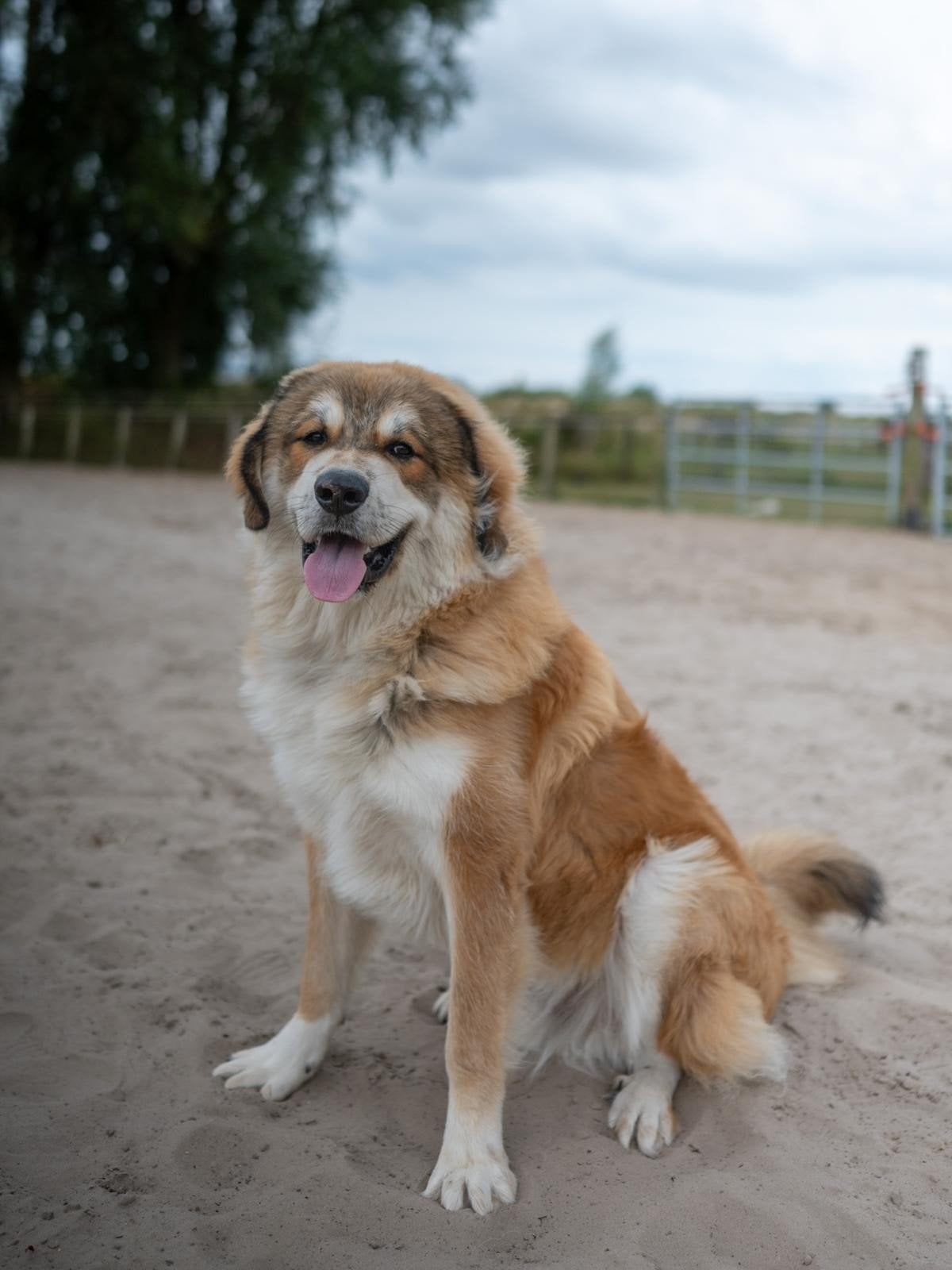 gezocht een gouden tuin voor deze lieve reu, Parvo, 15 weken tot 1 jaar, Eén hond, Nederland