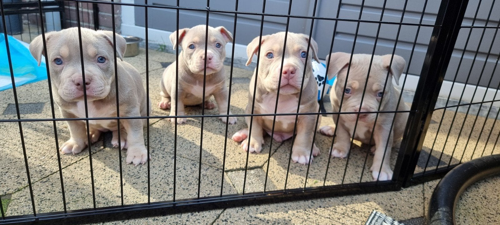 Exclusieve ABKC American Micro Bully Pups Beschikbaar, Dieren en Toebehoren, Parvo, Overige rassen, 8 tot 15 weken, Meerdere