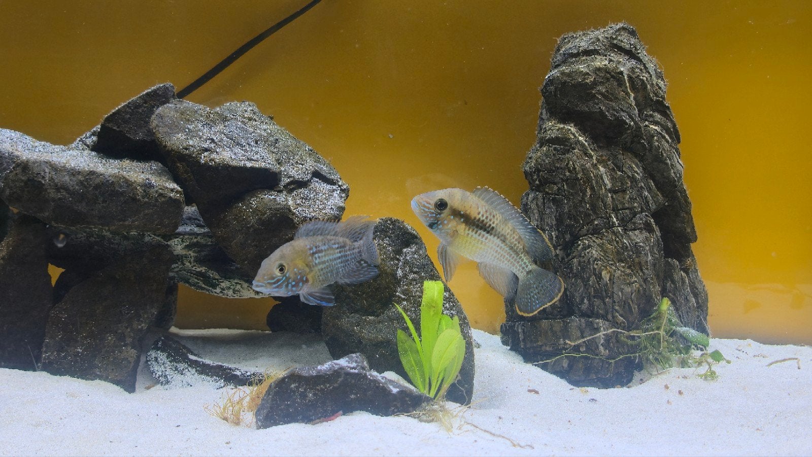 Aequidens rivulatus Esmeralda Cichlid Green Terror Koppel, Vis