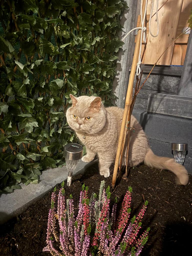 Dekkater brıtse korthaar !!NIET TEKOOP!!!