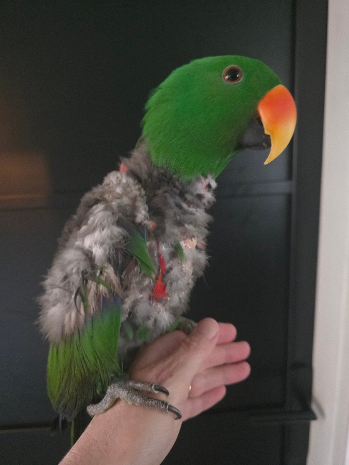 tamme edelpapagaai, man, Dieren en Toebehoren, Vogels | Parkieten en Papegaaien, Mannelijk, Papegaai, Tam