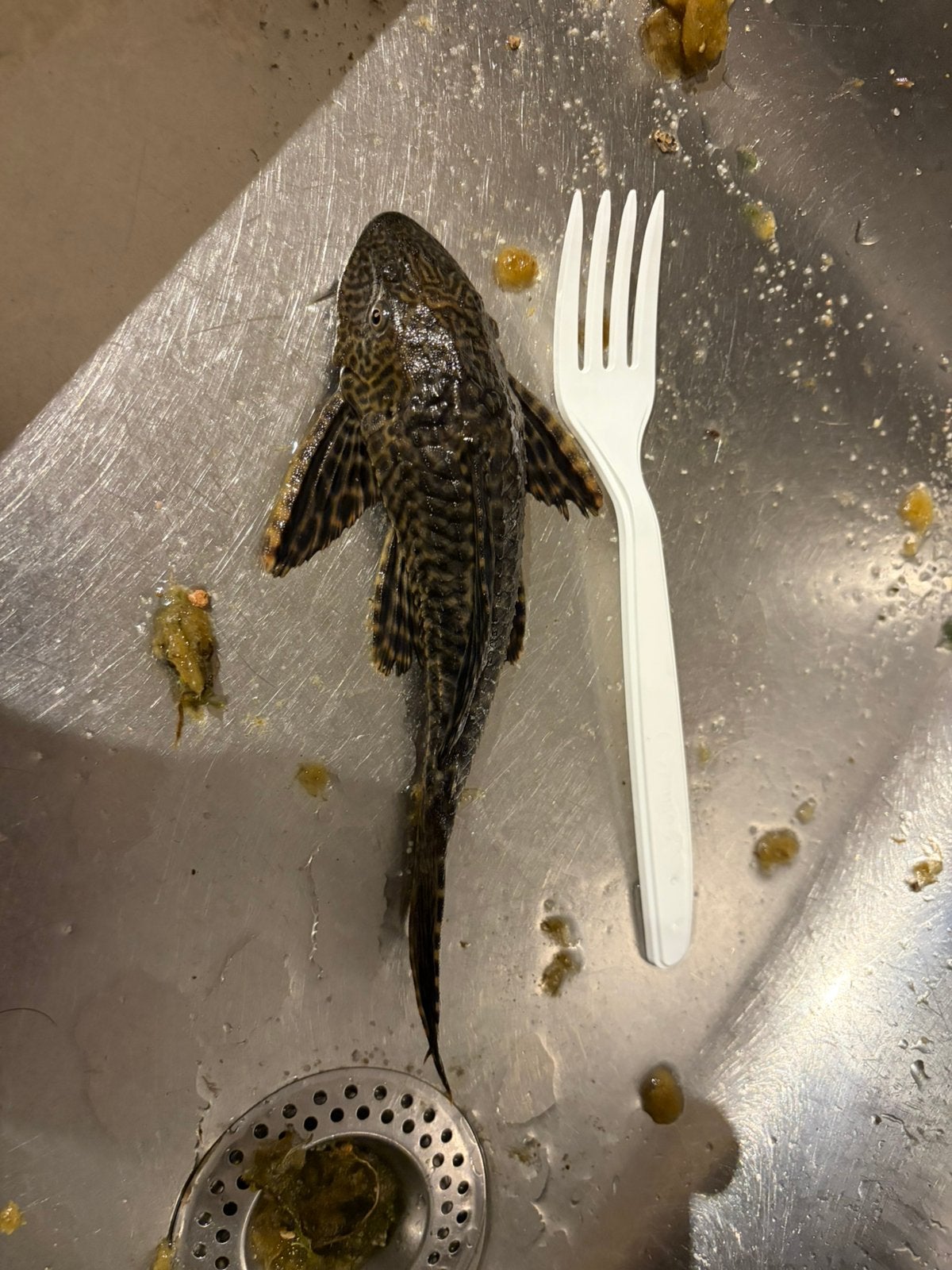 Leopard algen eter, Dieren en Toebehoren, Vis