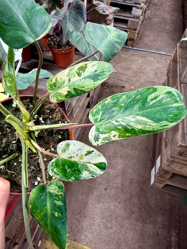 Philodendron Emerald Queen p12, Huis en Inrichting, Kamerplanten, Ophalen of Verzenden