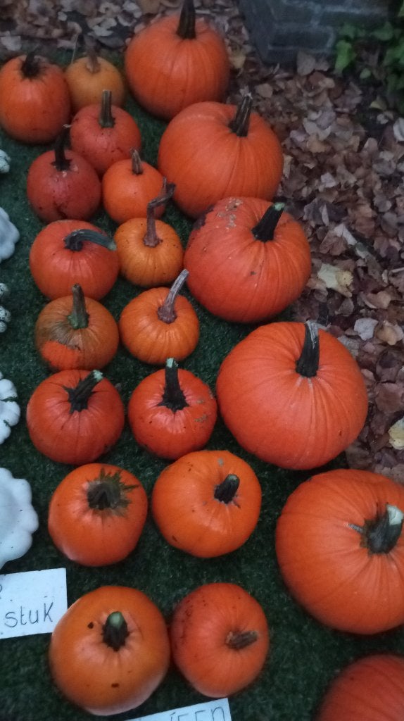 Halloween pompoenen, Tuin en Terras, Ophalen, Nieuw