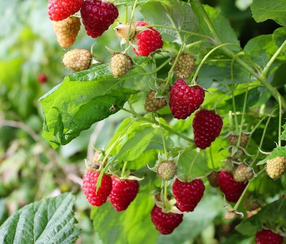 Herfst frambozen, mooie vaste planten., Tuin en Terras, Ophalen, Volle zon, Vaste plant, Zomer