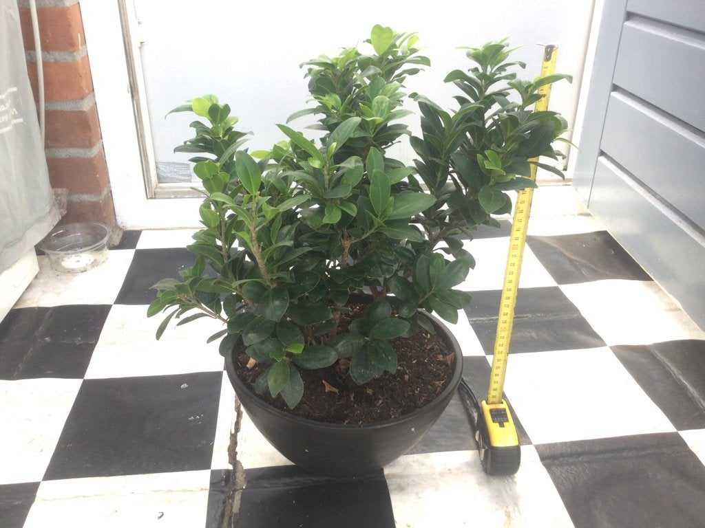 Ficus Bonsai, Ophalen, Ficus, Halfschaduw, In pot