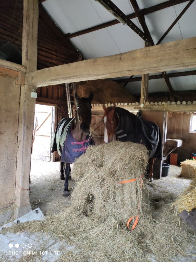 Gezocht weiland of perceel voor twee paarden, Dieren en Toebehoren, Weidegang, 2 of 3 paarden of pony's