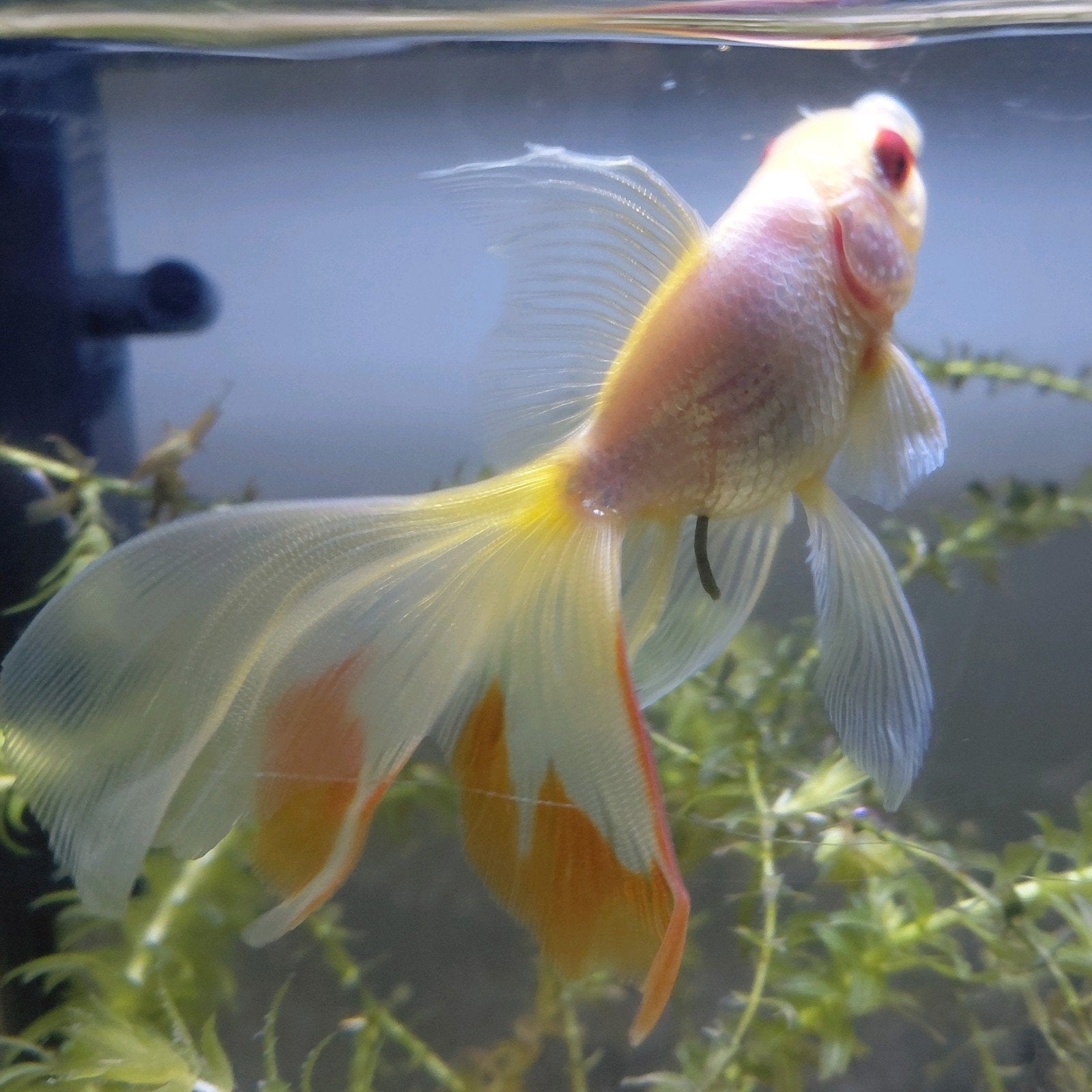 Sluierstaart goudvis | ongeveer 10cm, Dieren en Toebehoren, Vissen | Aquariumvissen, Vis, Zoetwatervis, Schoolvis