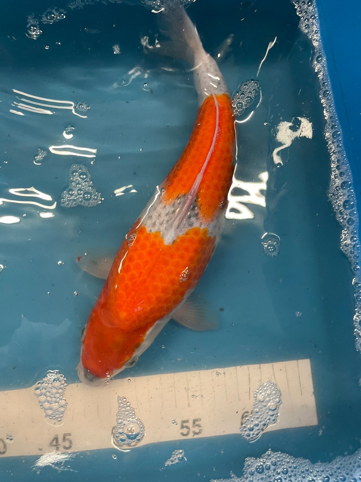 Mooie goshiki van 32 cm, Dieren en Toebehoren, Vissen | Vijvervissen, Karper of Koi