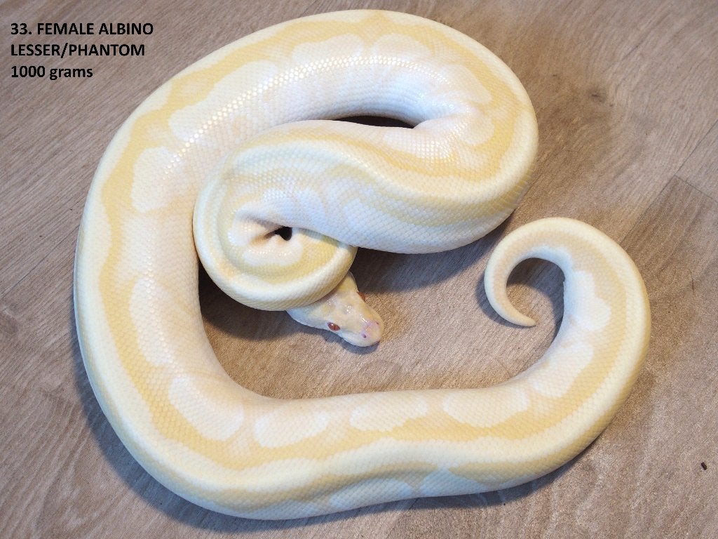 Koningspythons halfwas en kweekdieren deel 2 Ball Python photo 4