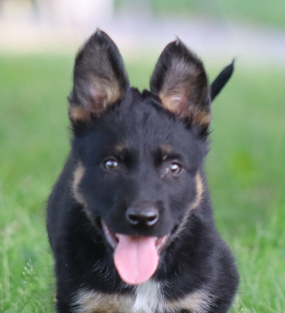 Mechelse herder pup, Dieren en Toebehoren, Honden | Herdershonden en Veedrijvers, Reu, Herder, Particulier, Eén hond, Nederland