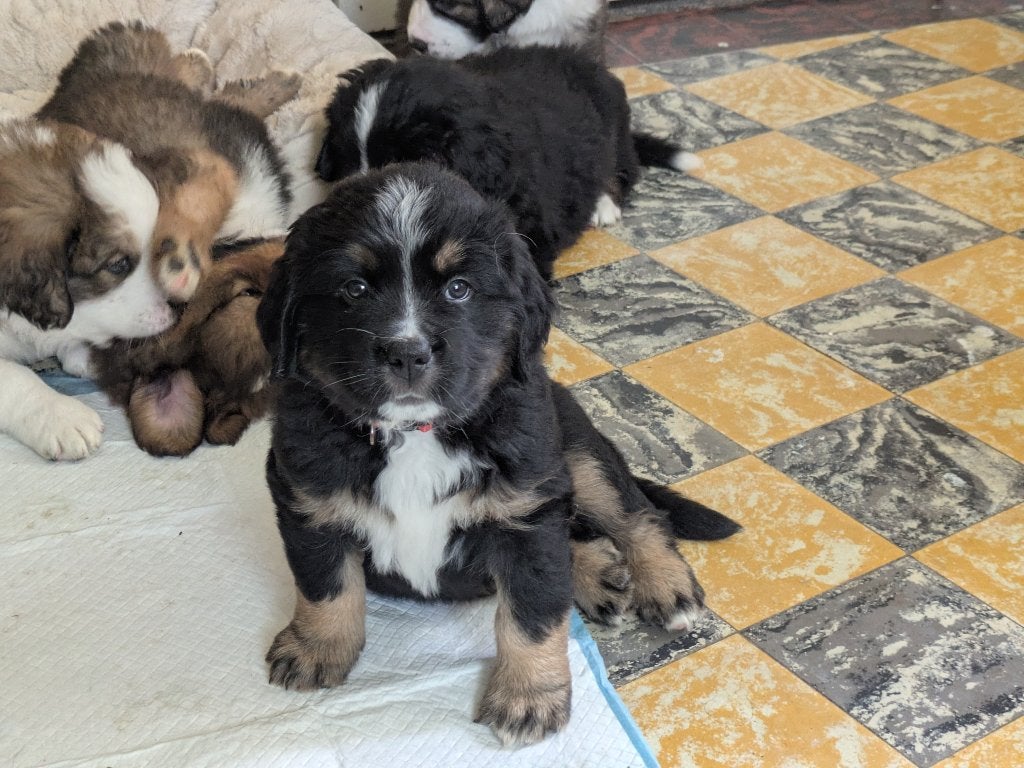 Pups ( Berner Sennen x Sint Bernard x New Foundlander), Dieren en Toebehoren, Parvo, Meerdere, Meerdere dieren, Nederland