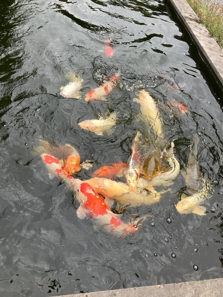 KOI`s, Dieren en Toebehoren, Vissen | Vijvervissen, Karper of Koi