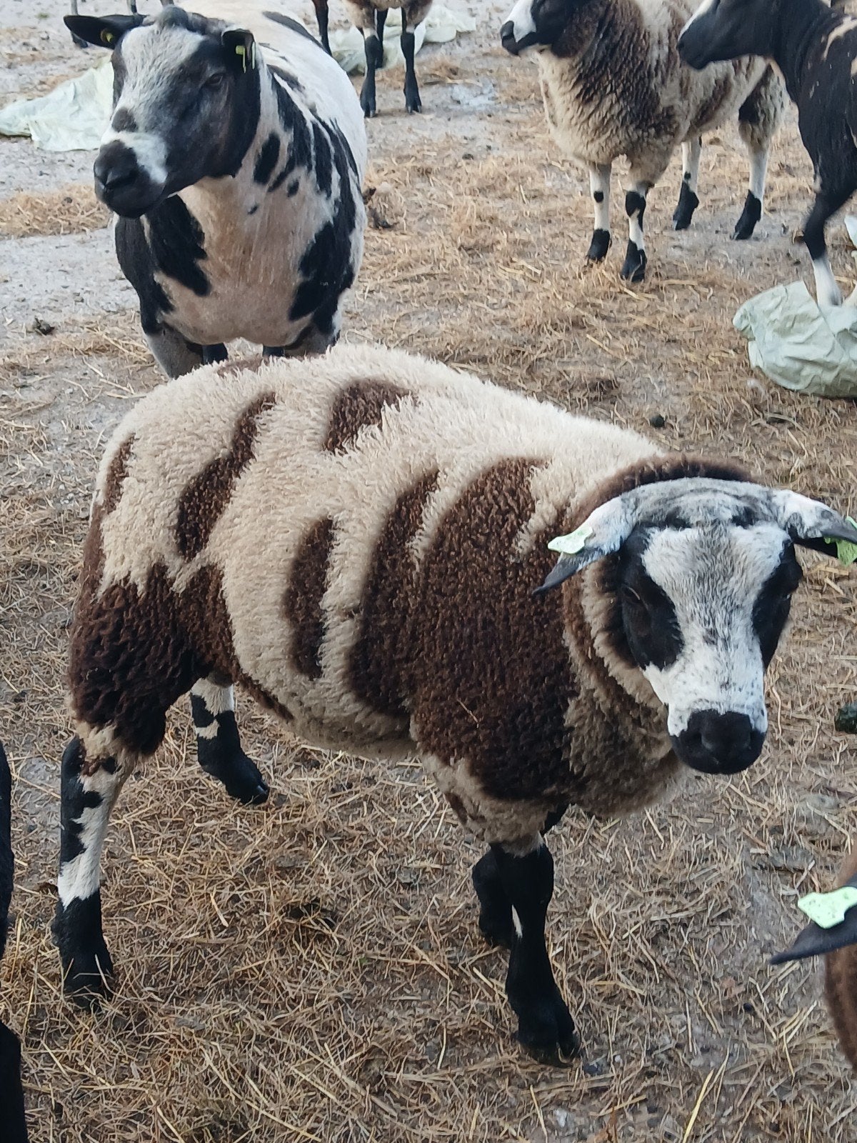 Bonte  Rammen, Dieren en Toebehoren, Mannelijk, Schaap
