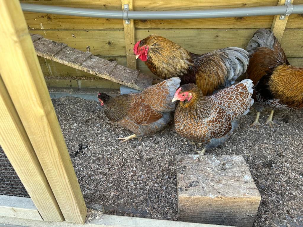 broedeieren Wyandotte goud zwart en blauw gezoomd, Dieren en Toebehoren, Pluimvee, Geslacht onbekend, Kip