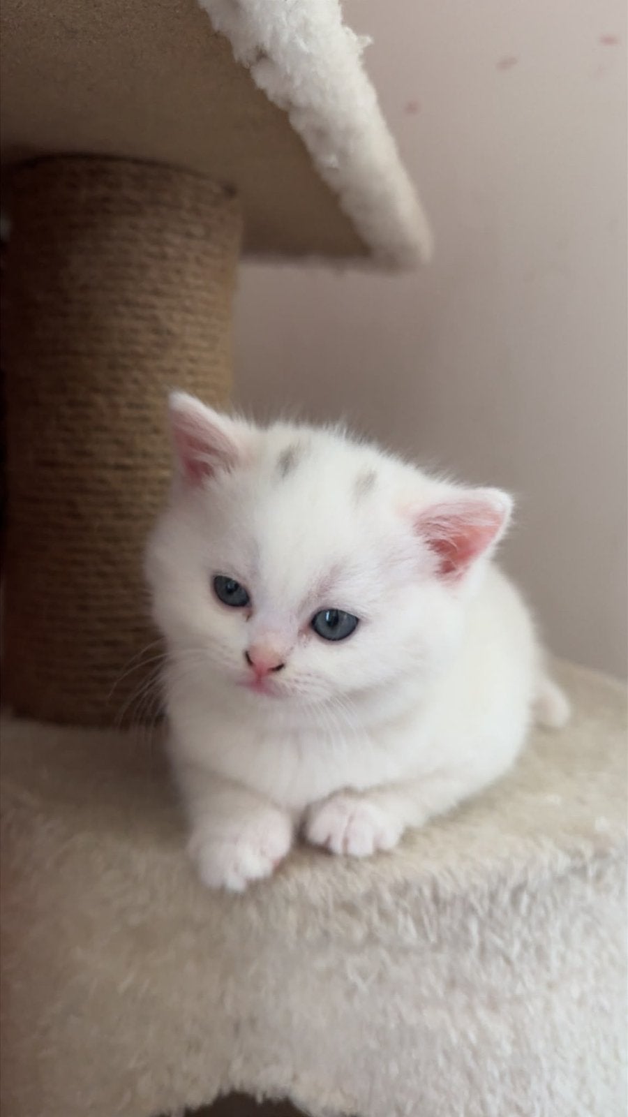 Prachtige Britse Korthaar & Britse Langhaar Kittens, Meerdere dieren