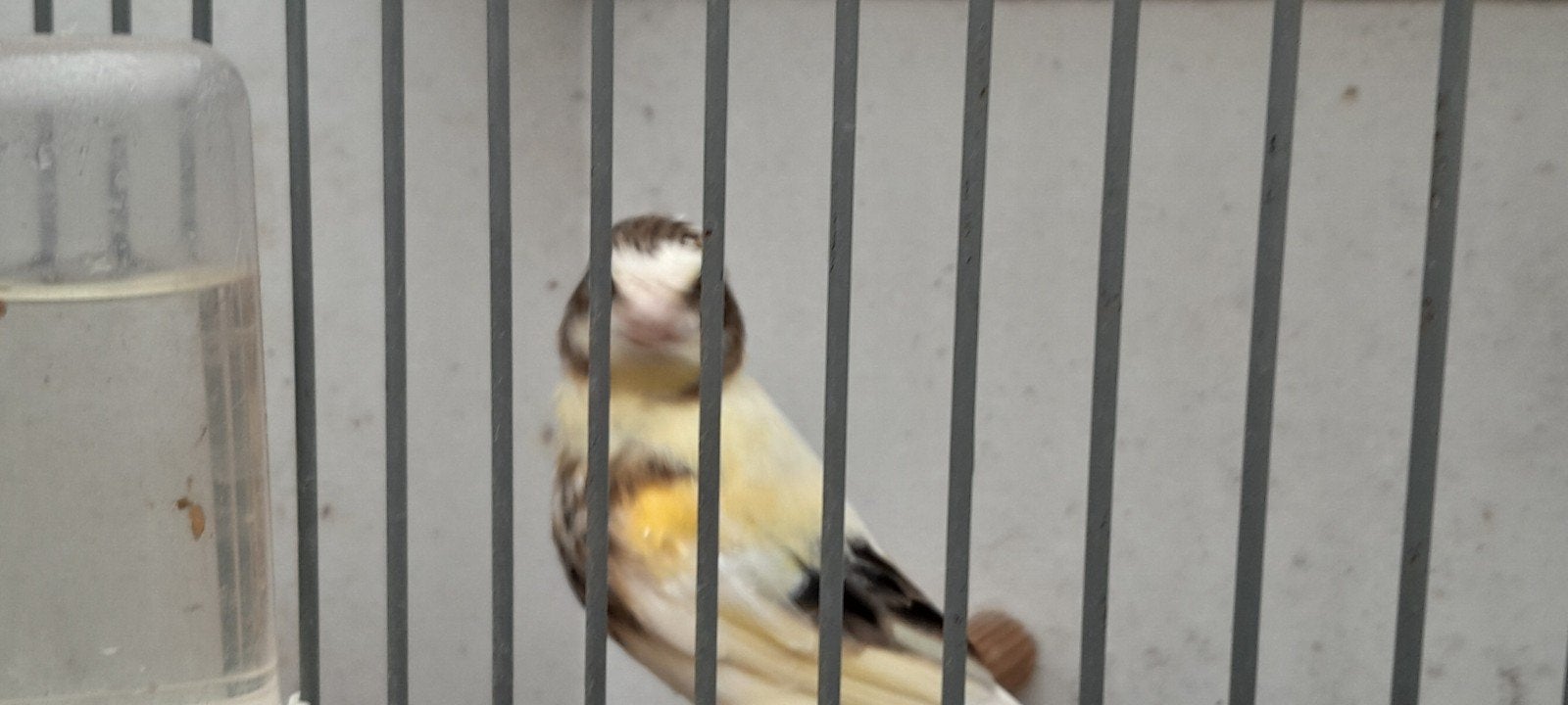 kanarie's, Dieren en Toebehoren, Meerdere dieren, Zangkanarie