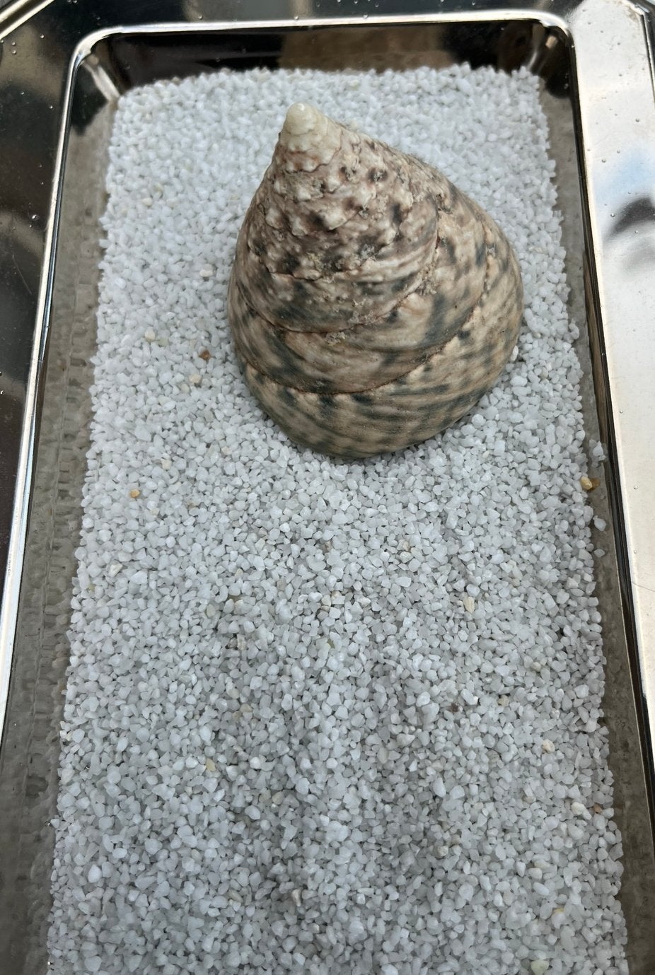 Bijzondere natuurlijke voluut – zeeschelp – ca. 6 cm, Verzenden, Schelp(en)