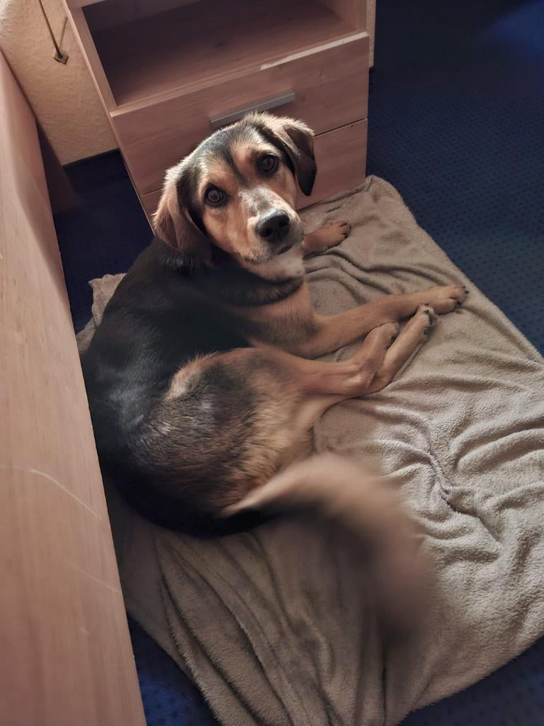 Zachtaardige JUNE  ️♀️  ter adoptie, Particulier, Buitenland, Teef, Parvo