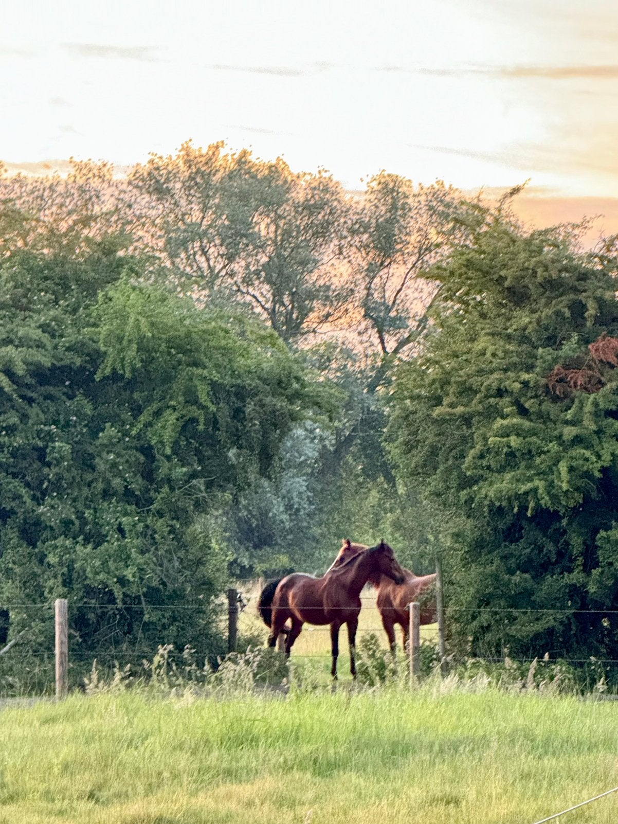 Paddock paradise - Zeeuws Vlaanderen, Weidegang, 1 paard of pony
