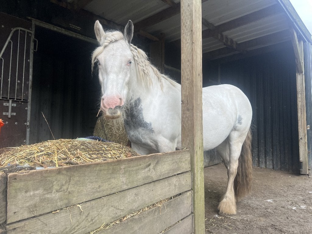 Verzorg(st)er gezocht voor de leukste tinkermerrie!, Dieren en Toebehoren, Stalling en Weidegang, Weidegang, 1 paard of pony