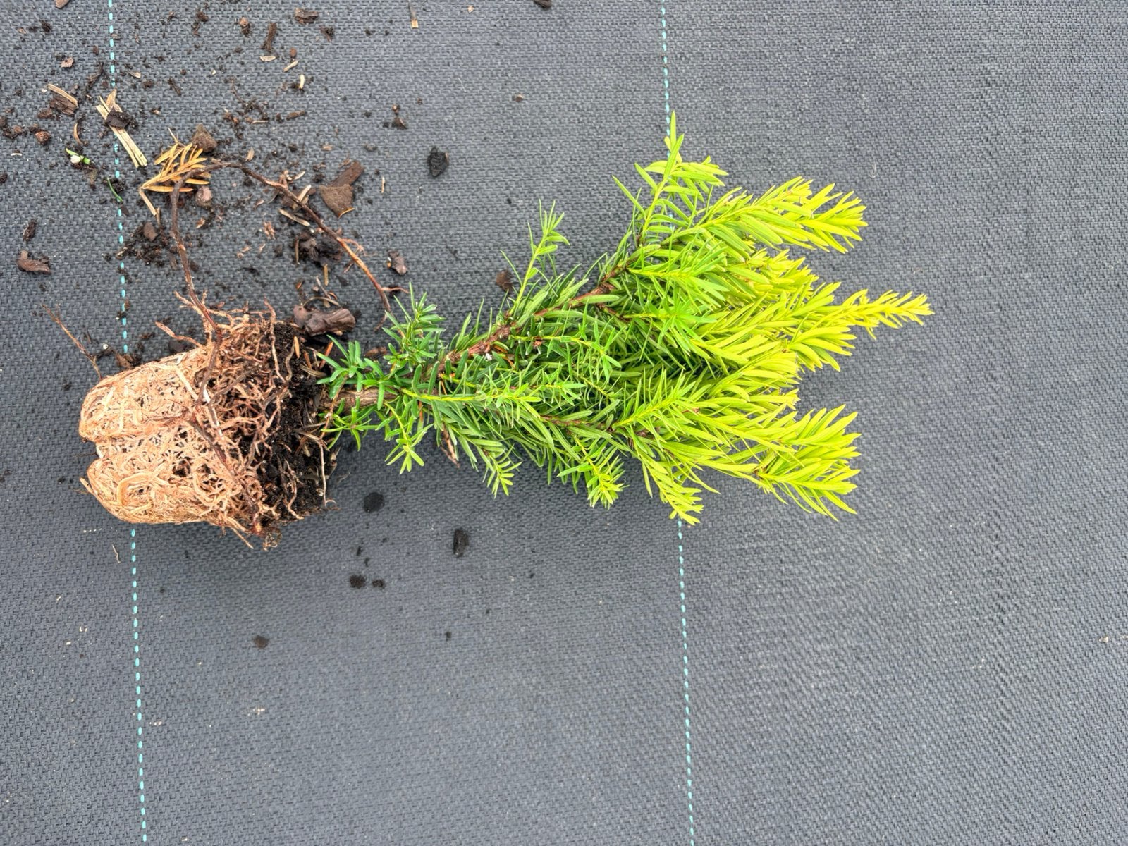 Haag / heg planten taxus baccata, Dieren en Toebehoren, Ophalen of Verzenden, Zo goed als nieuw, Plant(en), Steen of Hout